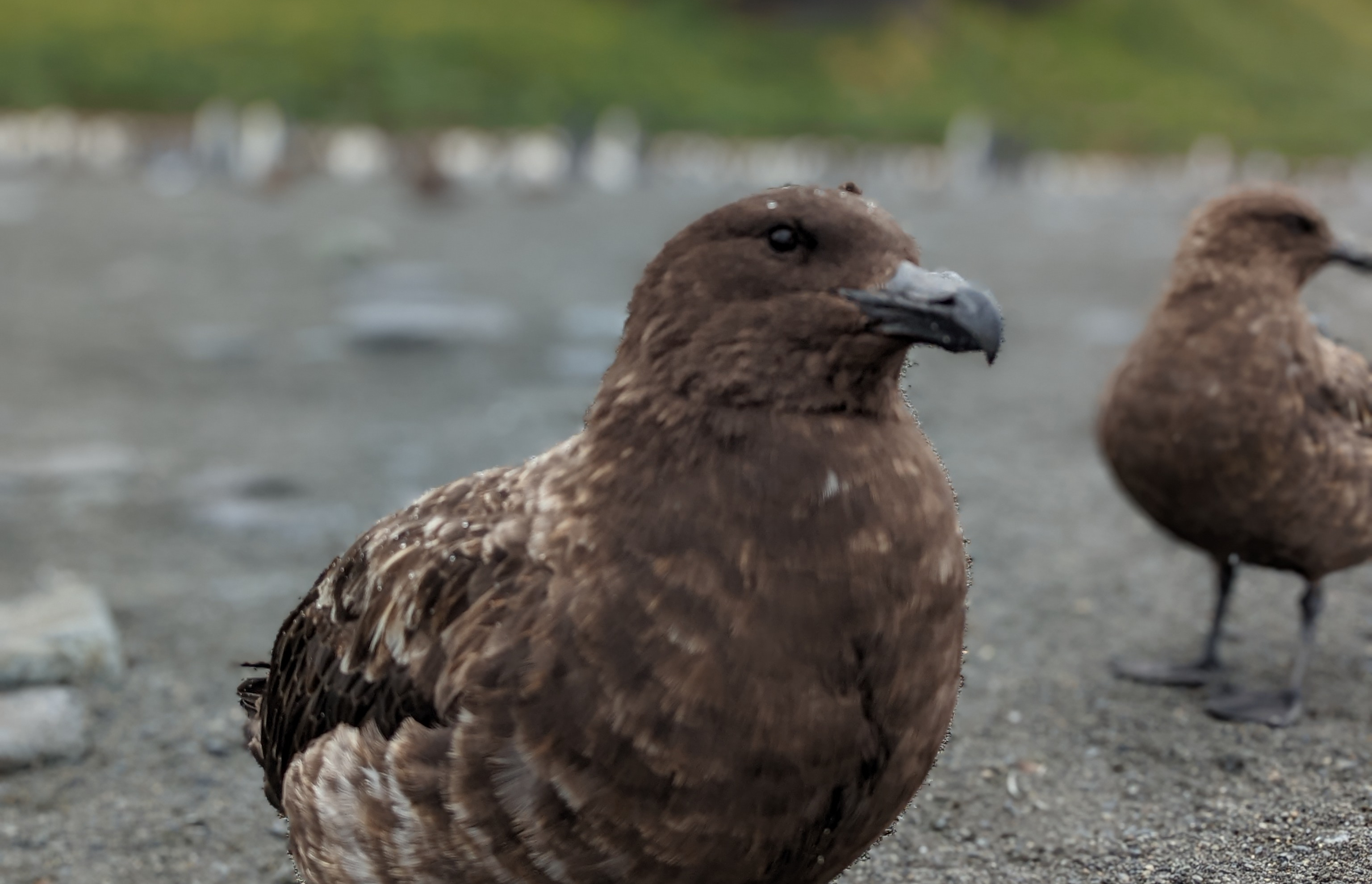 Migrating to a new web platform
